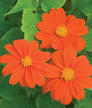 Tithonia, Sundance - Plants Seeds