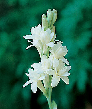 Tuberose The Pearl Seedsplant - Main Image