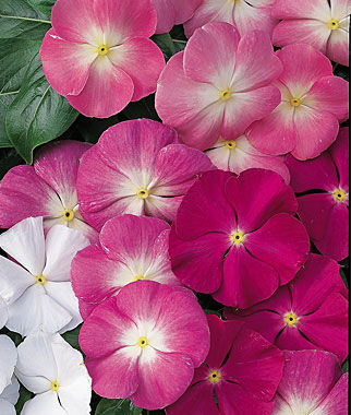 Vinca, Arizona Mix - Plants Seeds