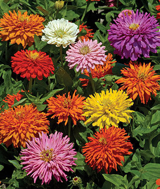 Zinnia Burpeeana  Giants Mix