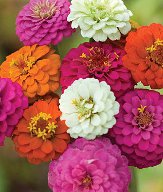 Zinnia Cut & Come Again Mixed Colors