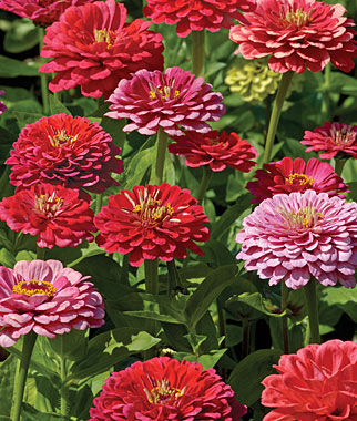 Zinnia, Exquisite - Plants Seeds