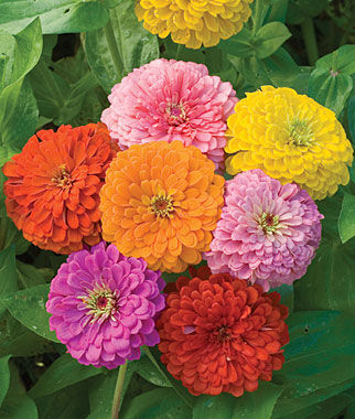 Zinnia Giant Flowered Mixed Colors