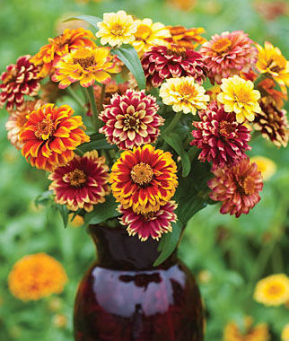 Zinnia, Jazzy Mix - Plants Seeds