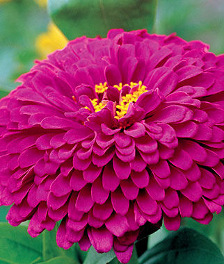 Zinnia, Purple Prince - Plants Seeds