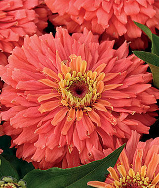 Zinnia Senora