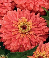 Zinnia, Senora - Plants Seeds