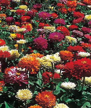 Zinnia, State Fair Mix - Plants Seeds