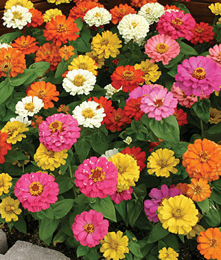 Zinnia, Thumbelina Mix - Plants Seeds