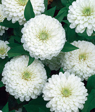 Zinnia, White Wedding - Plants Seeds