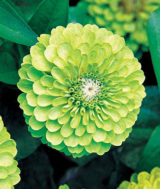 Zinnia, Tequila Lime - Plants Seeds