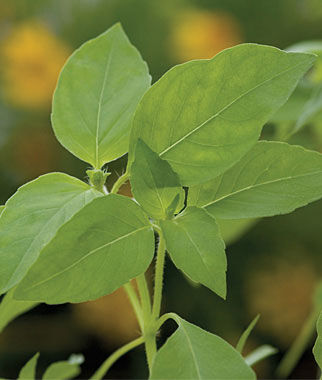Basil, Lemon - Plants Seeds