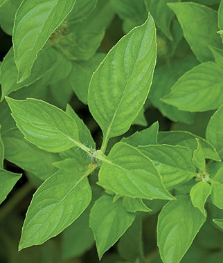 Basil, Lime - Plants Seeds