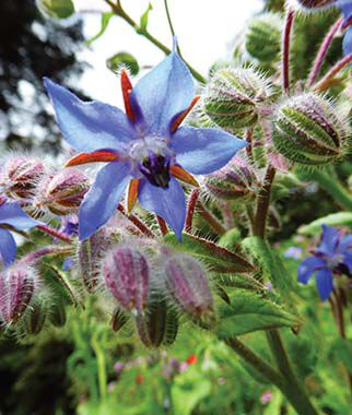 Borage