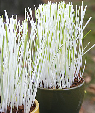 Cat Grass Variegated