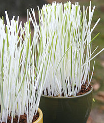 Cat Grass, Variegated - Plants Seeds