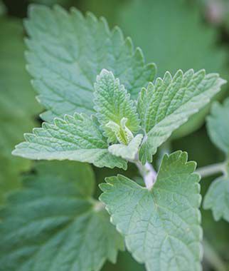 Catnip Seeds