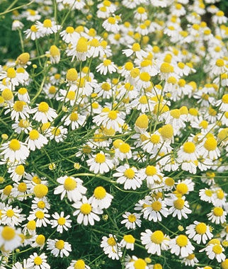 Chamomile, German - Seedsplant