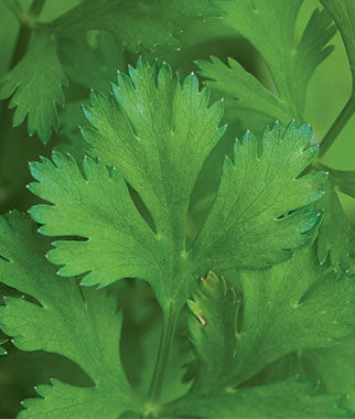 Cilantro (Coriander) - Seedsplant