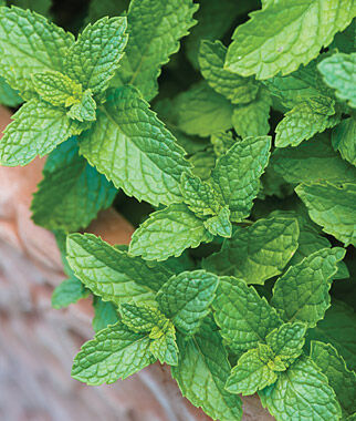 Mint Spearmint