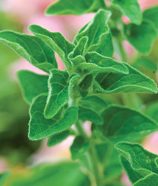 Oregano Greek