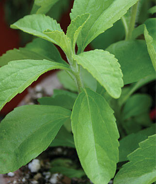 Stevia, Sweet Leaf - Plants Seeds