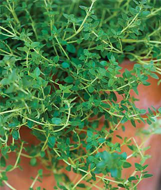 Thyme, Common - Plants Seeds