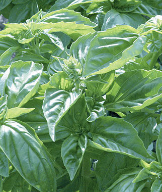 Basil, Genovese Organic - Plants Seeds