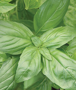 Basil, Large Leaf Organic - Plants Seeds