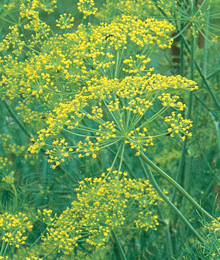Herb, Dill Bouquet Organic - Plants Seeds