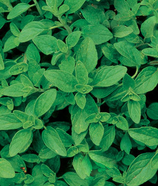 Oregano Organic