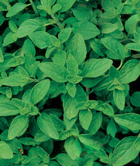 Oregano, Organic - Plants Seeds