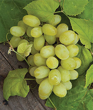 Grape, Marquis Seedless - Plants Seeds