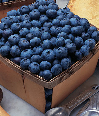 Blueberry, Bluecrop - Seedsplant
