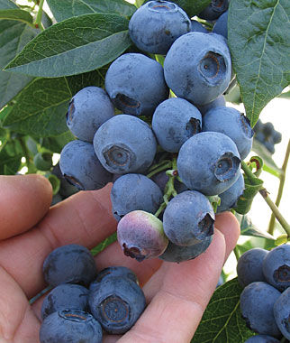 Blueberry, Blueray - Seedsplant