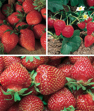 Strawberry, Three Great Strawberries Collection - Plants Seeds