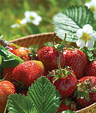 Strawberry, Jewel - Plants Seeds