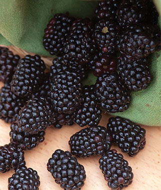 Blackberry, Triple Crown - Seedsplant