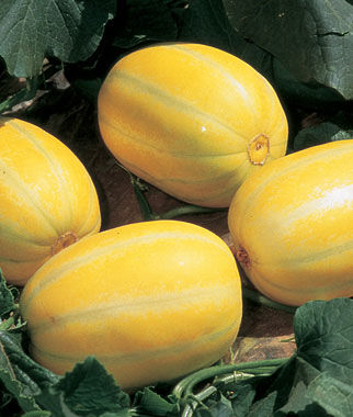 Melon Early Silver Line