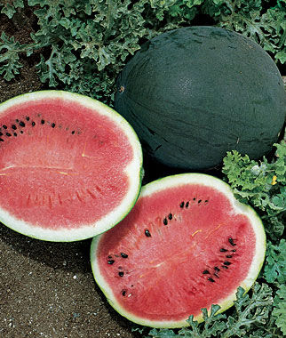 Watermelon, Bush Sugar Baby - Plants Seeds