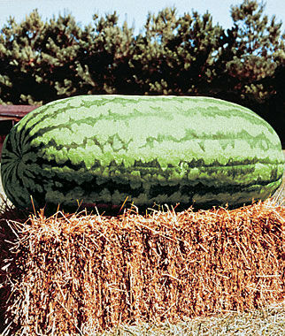 Watermelon, Carolina Cross  #183 - Plants Seeds