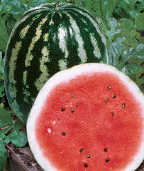 Watermelon, Crimson Sweet - Plants Seeds