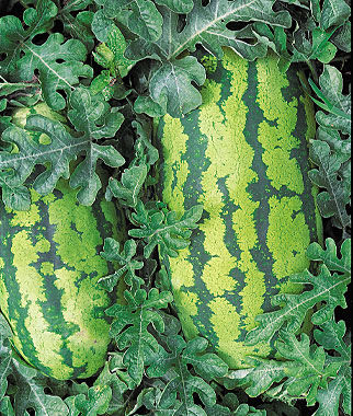 Watermelon, Georgia Rattlesnake - Plants Seeds