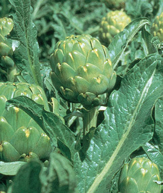 Artichoke, Imperial Star - Seedsplant