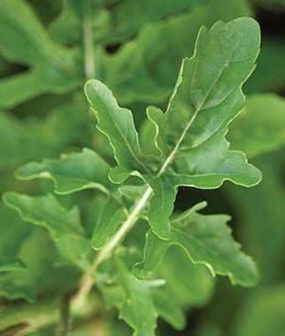 Arugula, Rocket (Roquette) Organic - Plants Seeds