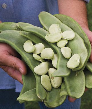Bean Lima, Big Mama - Plants Seeds