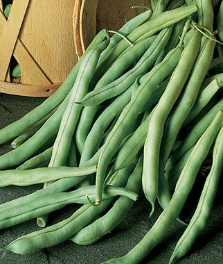 burpees garden seeds Bean Bush Burpees Stringless Green Pod