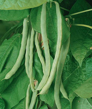 Bean, Pole, Kentucky Wonder - Plants Seeds
