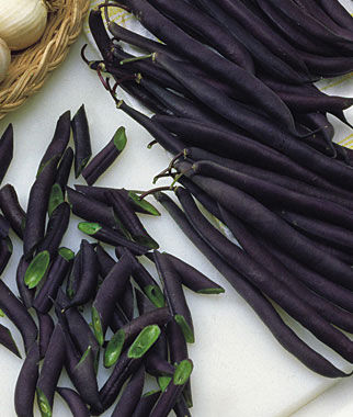 Bean, Purple Queen - Plants Seeds