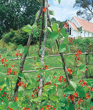 Bean, Pole, Scarlet Runner - Plants Seeds